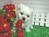 teacup maltese